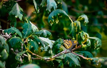 La recopilación de datos desde