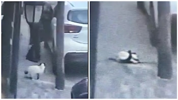 Un gatito fue asesinado de