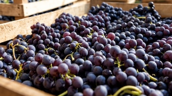 Racimos de uvas moradas llenan cajas de madera al aire libre bajo la luz solar