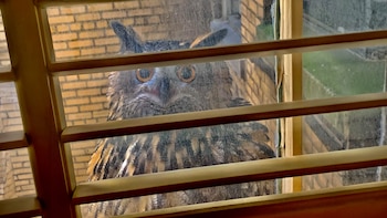 Flaco lleva un año en libertad tras su majestuoso escape del Zoológico de Central Park. Periódicos locales lo apodaron "el mirón", gracias a su costumbre de mirar a través de las ventanas. (Wikicommons/Nan Knighton)
Flaco, owl, búho, Nueva York, Central Park, aves, animales, mascotas