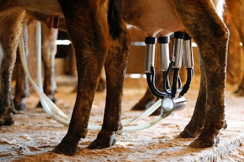Cunado hay olas de calor, la producción de leche se reduce hasta un 10 por ciento. (AP)