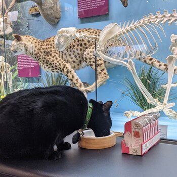 Sir Indiana Bones comiendo en