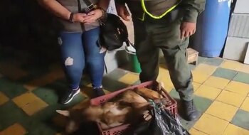 Chivos, ratones y otros animales