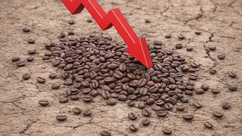 Producción de café de Nicaragua bajará 4.7% en la campaña 2026-27