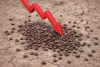 Una flecha roja en picada apunta hacia un montón de granos de café tostados esparcidos sobre un suelo seco y agrietado.