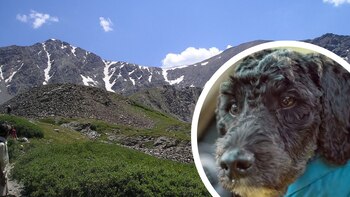 El milagro de Zola, la perra aussiedoodle que cayó casi 200 metros desde la cima de una montaña (WikiCommons/Facebook Alpine Rescue Team)