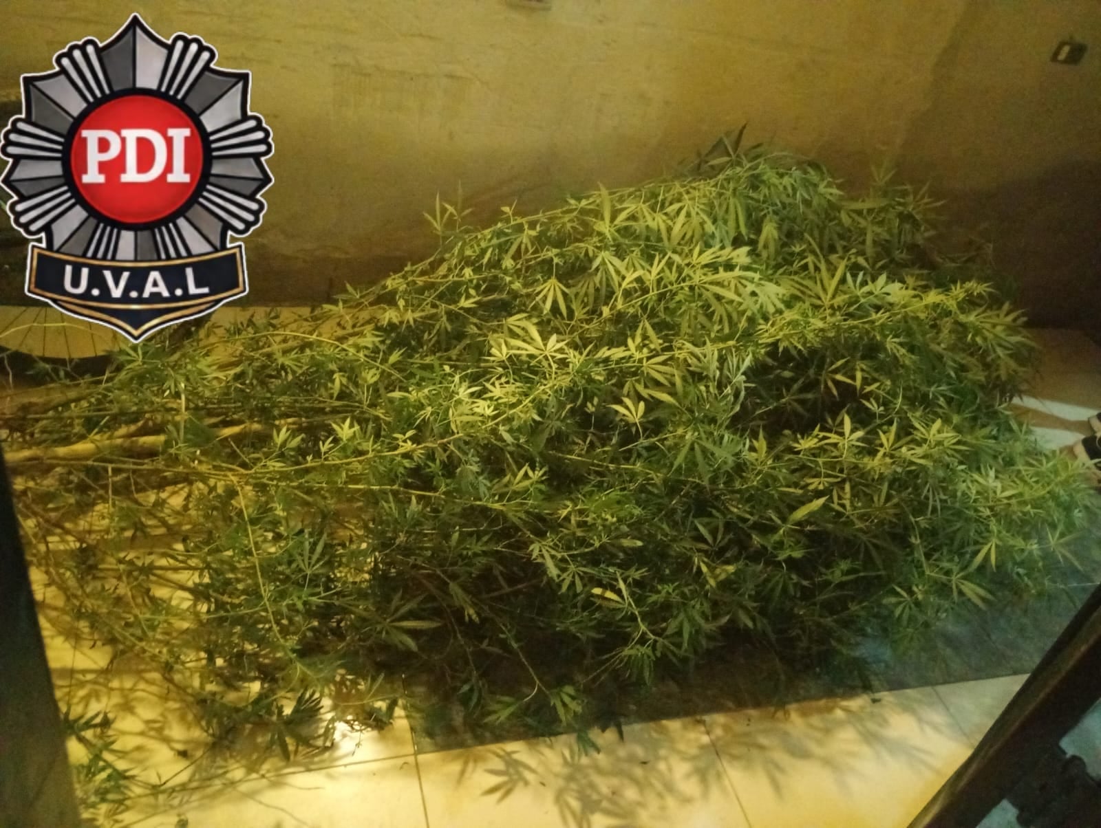Marihuana incautada en uno de los allanamientos