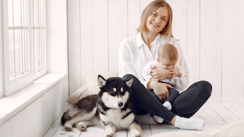 Los huskies son una de las especies más protectoras con los niños, y estos 4 comportamientos lo demuestran