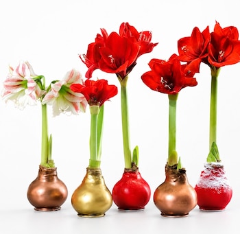 amaryllis