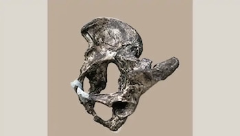 Pelvis neandertal