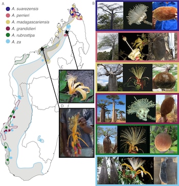 Mapa de Madagascar con leyendas de distribución de baobabs. Dieciocho fotografías muestran árboles, flores y frutos de seis especies de baobab