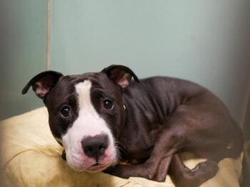 La foto viral de Smiley