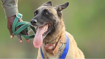 El pastor malinois belga cuando