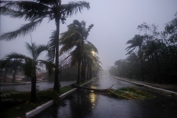 A fallen palm tree left