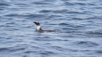 Un pingüino se asoma al