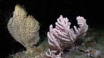 Paragorgia arborea es una especie