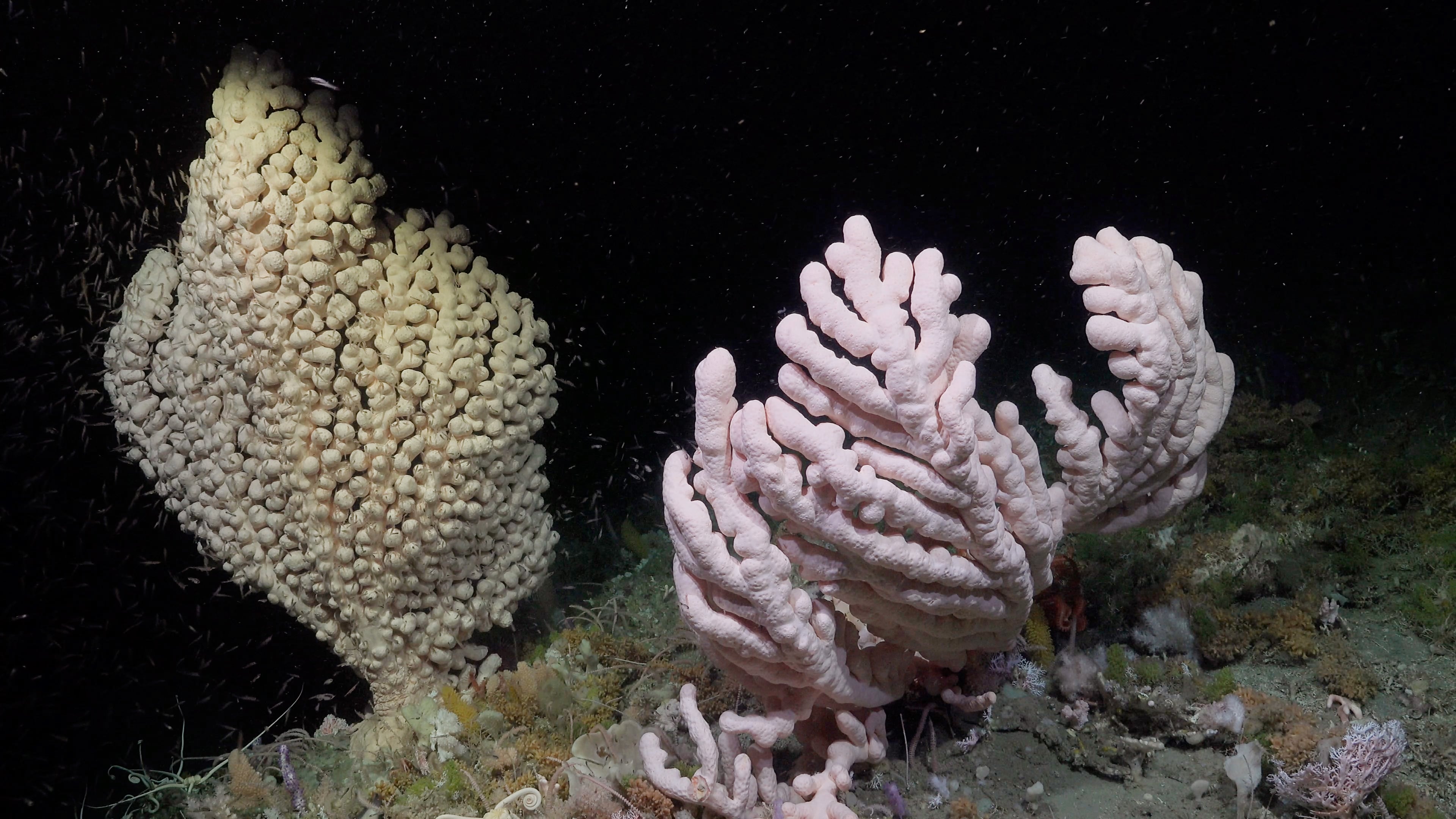 Paragorgia arborea es una especie de coral de la familia Coralliidae, comúnmente conocida como coral chicle arbóreo. Crece principalmente a profundidades de entre 200 y 1300 metros, a temperaturas de entre 3 y 8 °C (SOI)