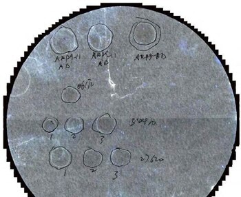 El hongo Fusarium graminearum amenaza