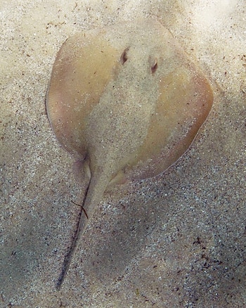 Una raya de tonos claros y cola larga parcialmente cubierta de arena se camufla en el fondo de un estuario. Sus ojos y parte del cuerpo son visibles