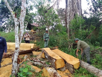 La tala ilegal continúa siendo uno de los principales factores detrás de la pérdida de masa forestal en zonas rurales. Tomada de MiAmbiente