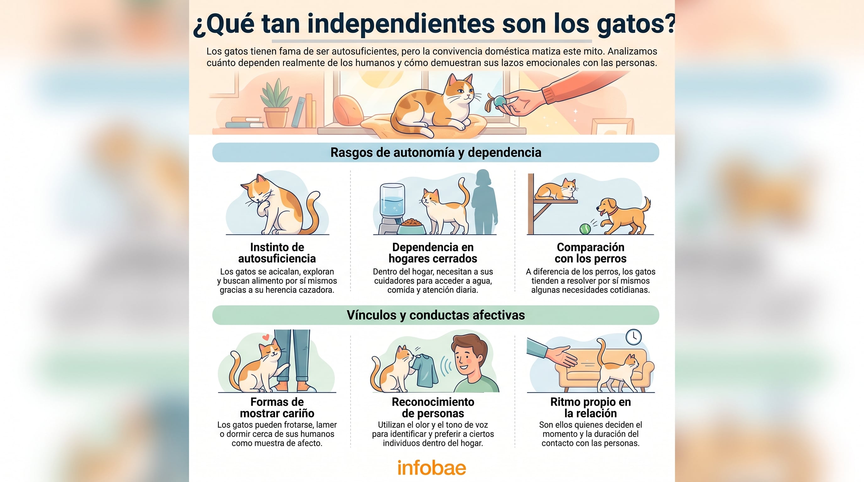 Una infografía de Infobae detalla los factores de autonomía, dependencia doméstica y expresiones de afecto en los gatos. (Imagen Ilustrativa Infobae)