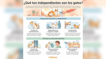 Infografía con ilustraciones de gatos que explican su comportamiento, autonomía y afecto, con el logotipo de Infobae en la parte inferior.