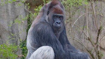 Un estudio descubrió a una