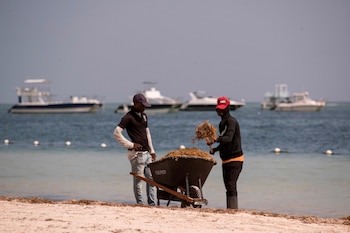 Dos trabajadores limpian una playa cubierta de sargazo, en Punta Cana (República Dominicana). EFE/ Orlando Barría