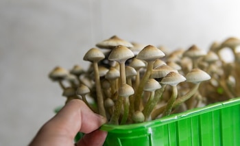 Diversificación de fuentes proteicas locales