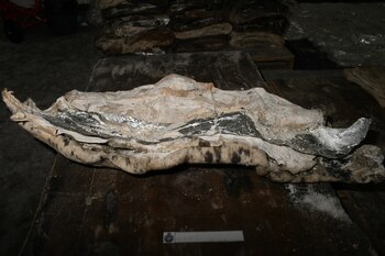 El cristal fue escondido entre