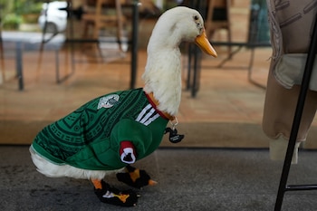 El pato Merlin, con la casaca de la selección de México, aparece sentado frente a un café de la Ciudad de México, el lunes 15 de junio de 2026. (AP Foto/Marco Ugarte)