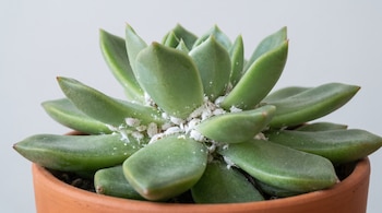 Primer plano de una suculenta de hojas verdes carnosas en maceta de barro, con múltiples cochinillas blancas y algodonosas visibles en las uniones de sus hojas.