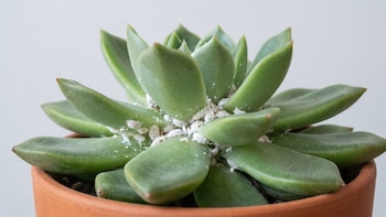 Suculentas con cochinilla: cómo eliminar esta plaga sin dañar sus delicadas hojas