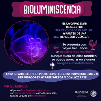 El fenómeno puede presentarse también en algunos hongos (Foto: Twitter @SEMARNAT_mx)