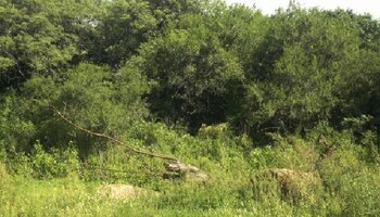 El estudio del INTA destaca