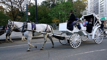 Los carruajes tirados por caballos volvieron a circular en Central Park tras días de suspensión