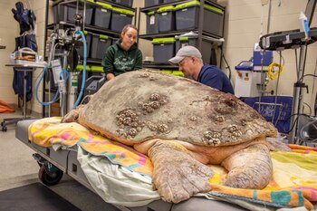 La tortuga fue encontrada a