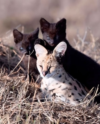Um grande serval lanoso está ao lado de dois cordeiros de cabelos pretos na grama seca e pálida à luz do sol.