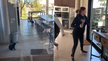 El gato de la familia