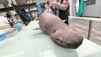 Un ejemplar de tiburón foca