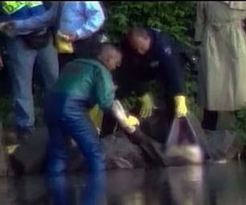 El arma homicida apareció en