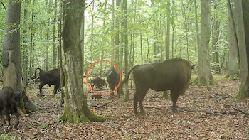 El “rey del bosque” ya no es intocable: estas son las imágenes de cómo bisontes europeos defienden a una cría de una manada de lobos en Polonia