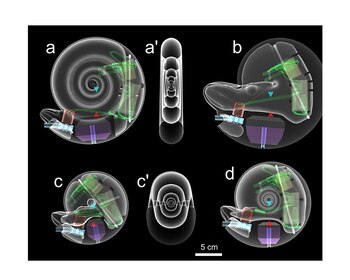Réplicas robóticas de amonites mostraron
