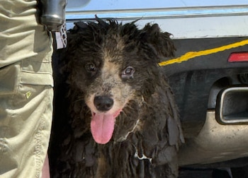 Perro Border Collie de pelaje oscuro y sucio con la lengua afuera, atado con una correa amarilla, al lado de la pierna de una persona y el parachoques de un coche