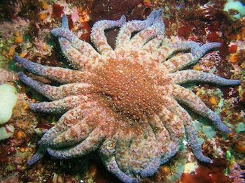 estrella de mar girasol