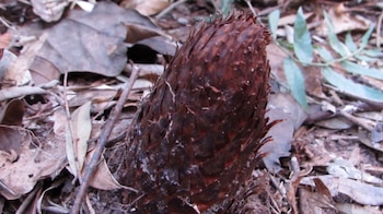 Brote de planta marrón oscuro y escamoso emergiendo del suelo, rodeado de hojas secas caídas, ramitas y vegetación verde difuminada al fondo
