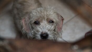 “Adopta CDMX”, así funciona la