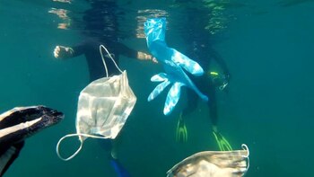 Contaminación ambiental: la pandemia originó