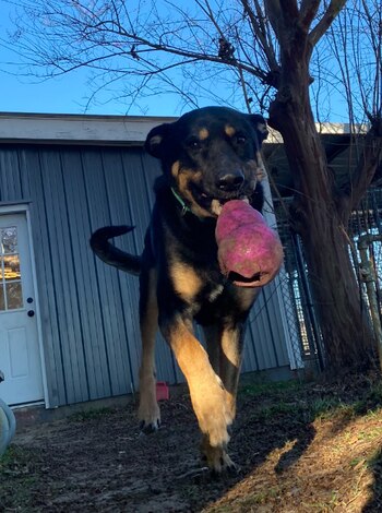 Ambos perros estaban a punto