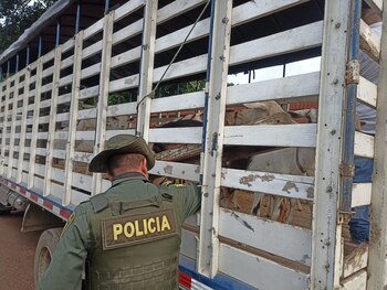 Autoridades rescataron una vaca y